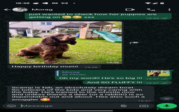 Field Spaniel dogs for sale: Rare and vulnerable Field Spaniel puppies LAST FEW - Image 6
