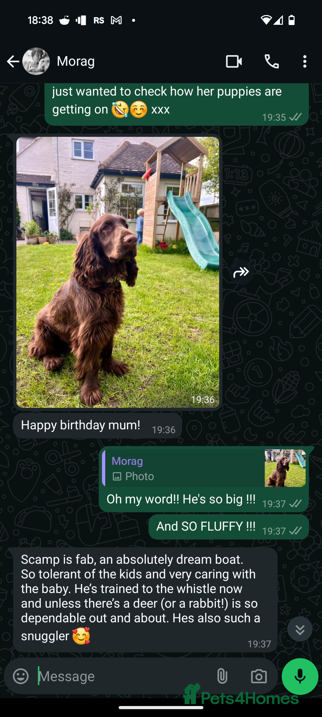 Field Spaniel dogs for sale: Rare and vulnerable Field Spaniel puppies LAST FEW - Image 6