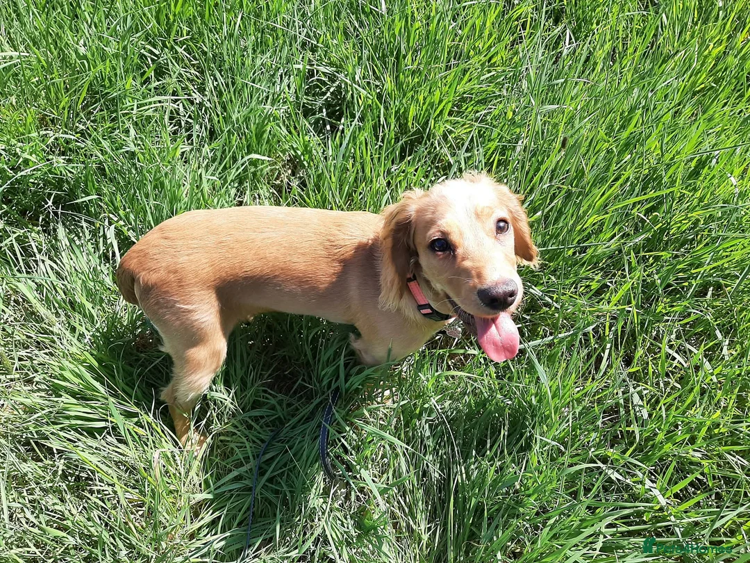 Cocker Spaniel dogs for sale: 4 year old female golden cocker spaniel  in Cambridge - Advert 2