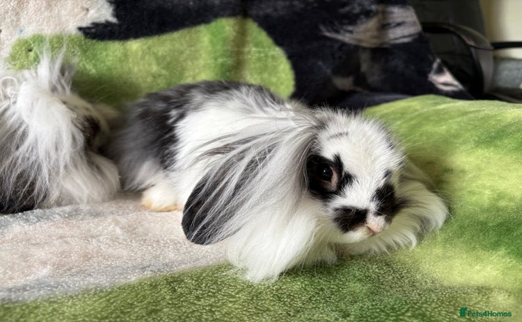Mixed Breed rabbits in Newcastle upon Tyne - Advert 2