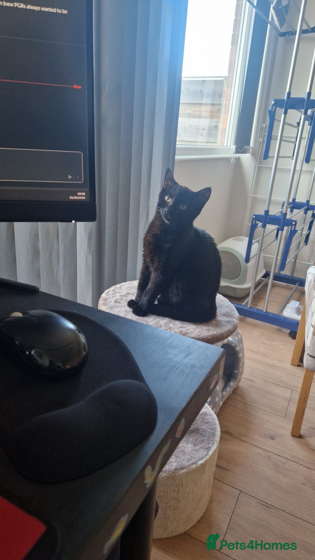 Domestic Shorthair cats for sale: 7 month old Male Domestic | looking for new home - Advert 2