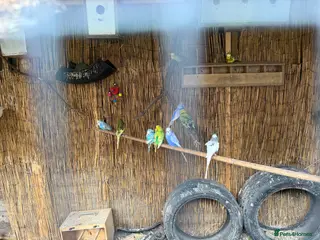Budgerigars birds 10 x budgies for sale mixed sexes - Advert 1