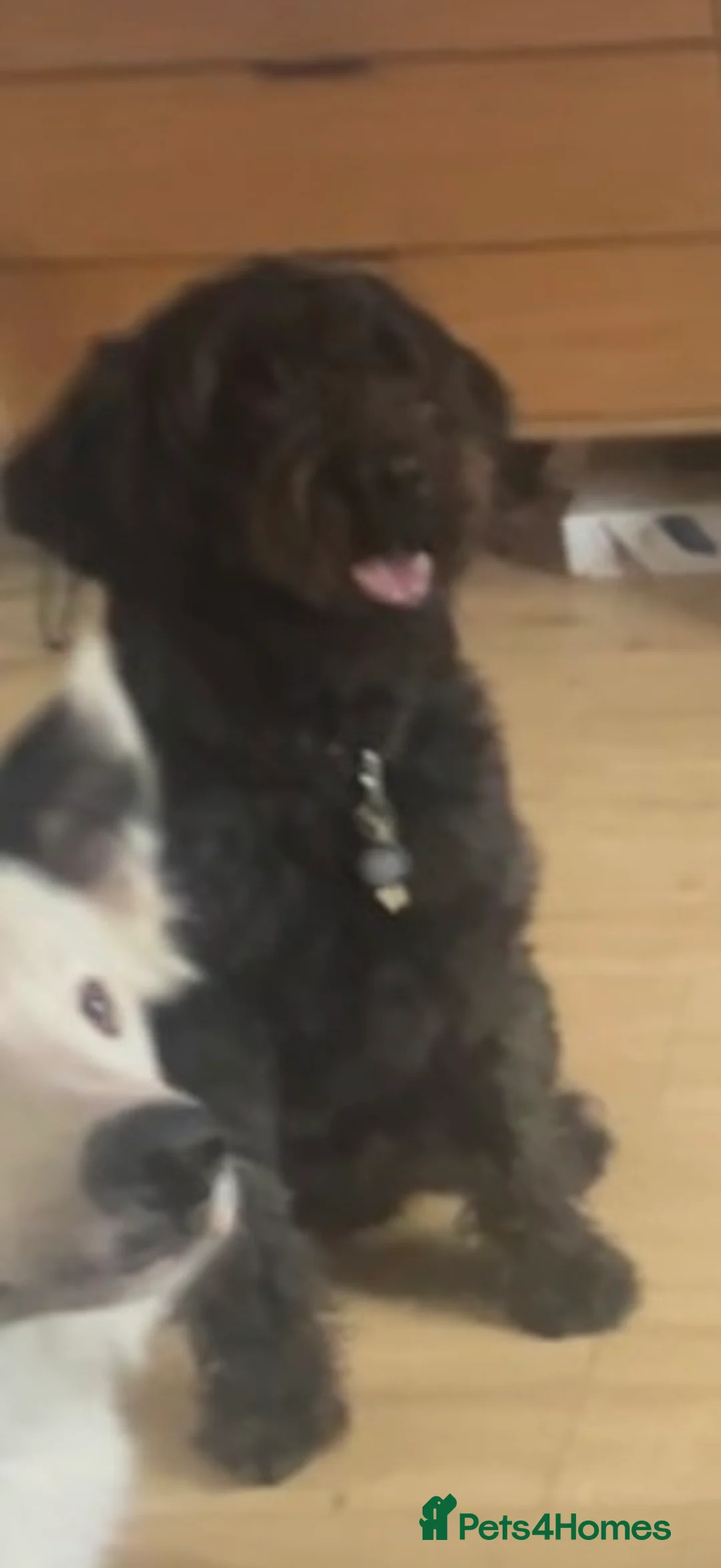 Labradoodle dogs for sale: Darcy, Labradoodle - Advert 2