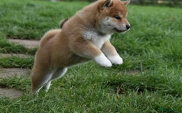 Japanese Shiba Inu dogs for sale: Health tested Japanese Shiba Inu Puppies - Image 11