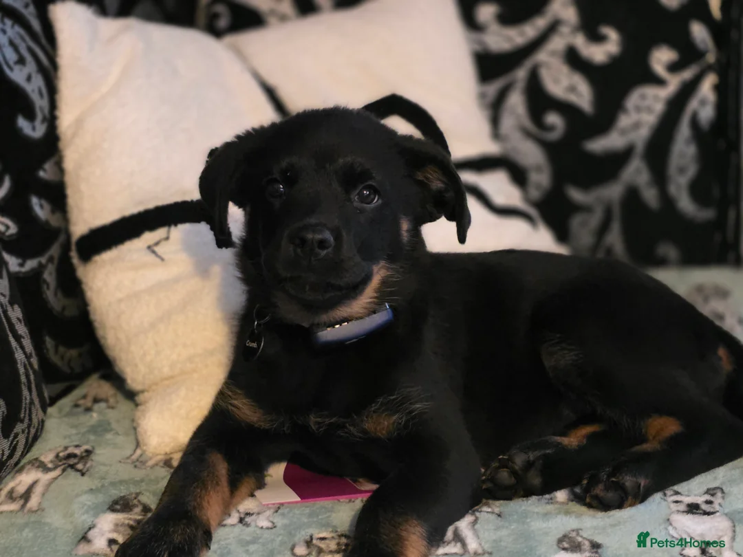 Mixed Breed dogs for sale: Beautiful pup looking for forever sofa  - Advert 2