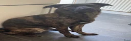 Mixed Breed dogs for sale: Gsd x cane corso female rehoming - Advert 4