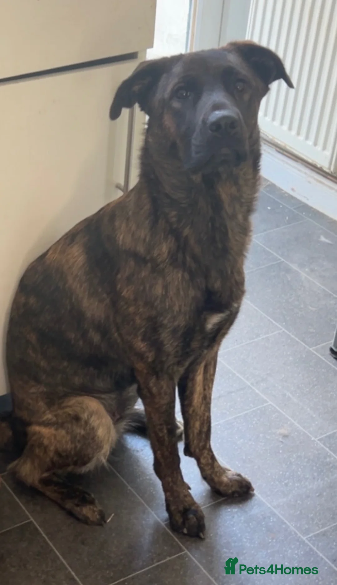Mixed Breed dogs for sale: Gsd x cane corso female rehoming - Advert 4