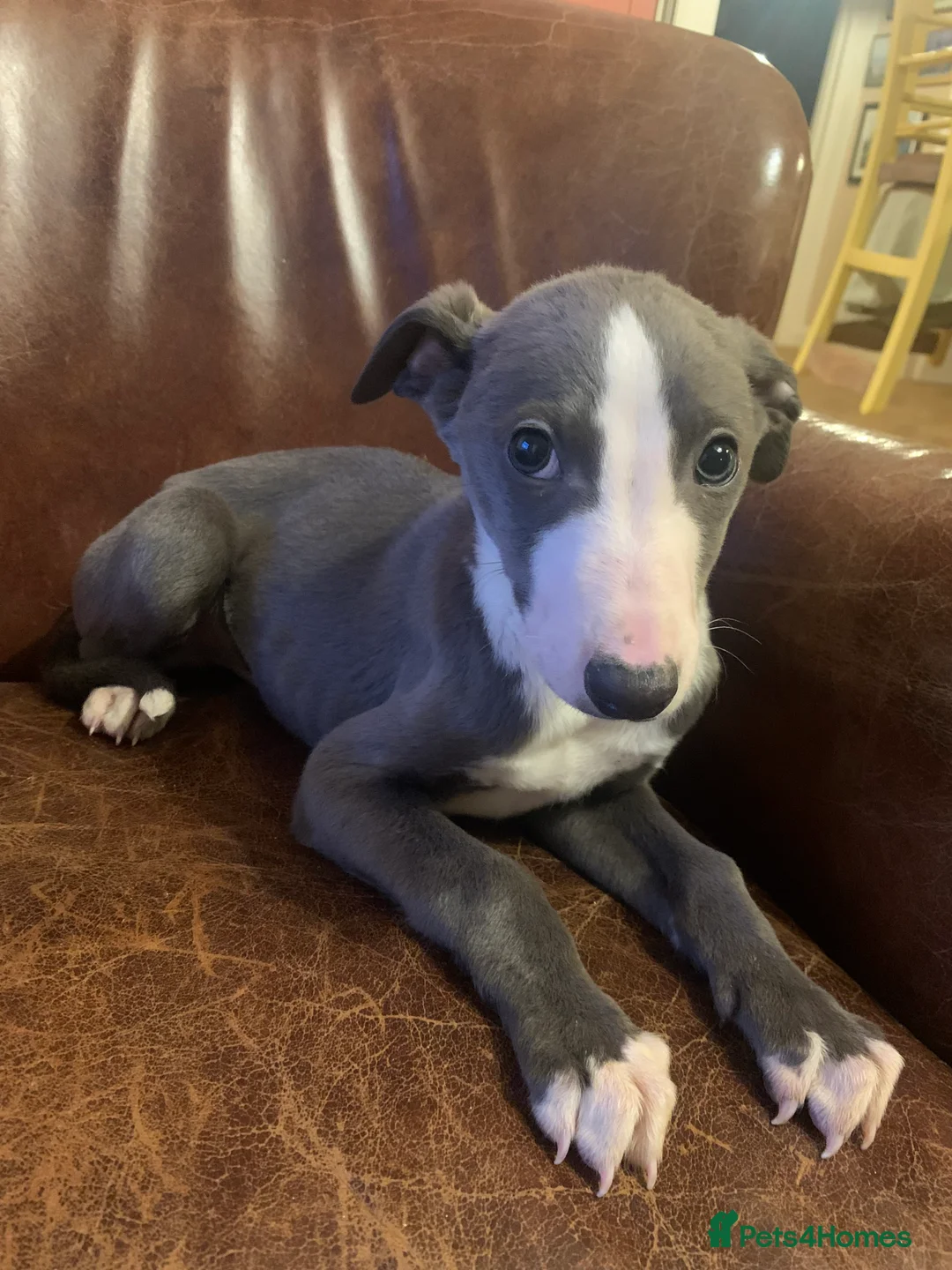Mixed Breed dogs for sale: Blue whippet x Italian greyhound  in Spalding - Advert 2