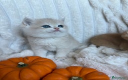 British Shorthair cats for sale: 🧡Exceptional golden British Shorthair🧡 - Image 18