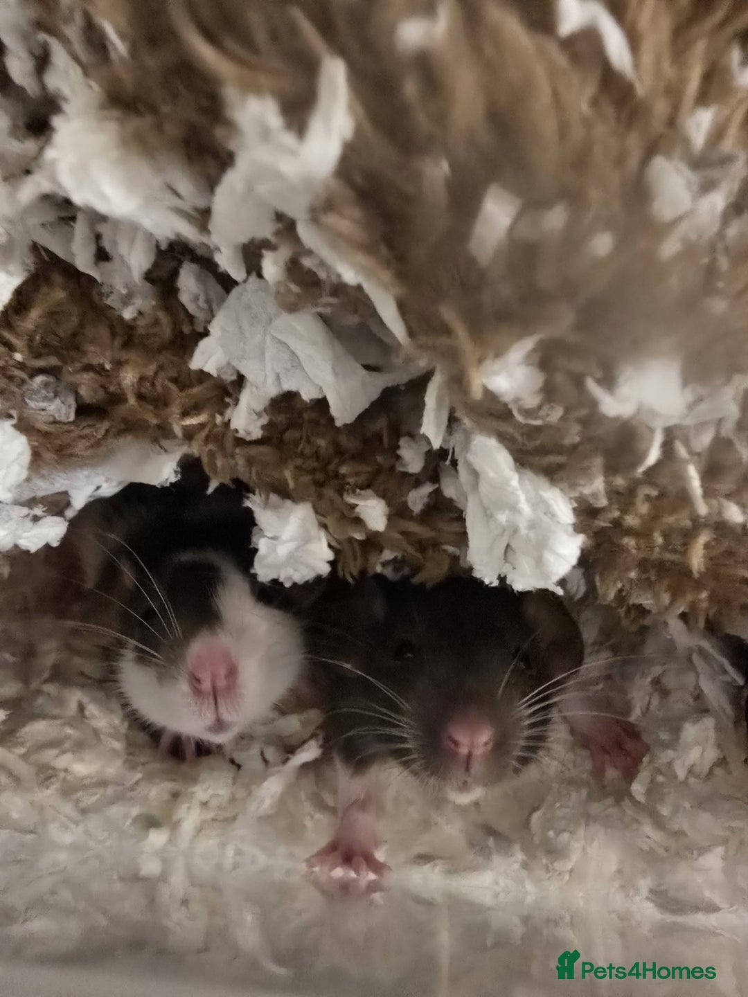 Rat rodents for sale: Desperate to rehome 2 beautiful female rats  - Advert 2