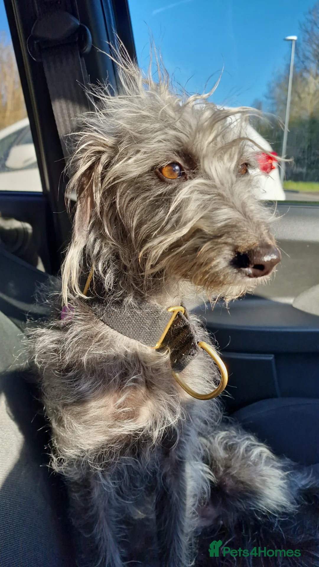Mixed Breed dogs for sale: Beddy Whippet X Italian Greyhound - Advert 1