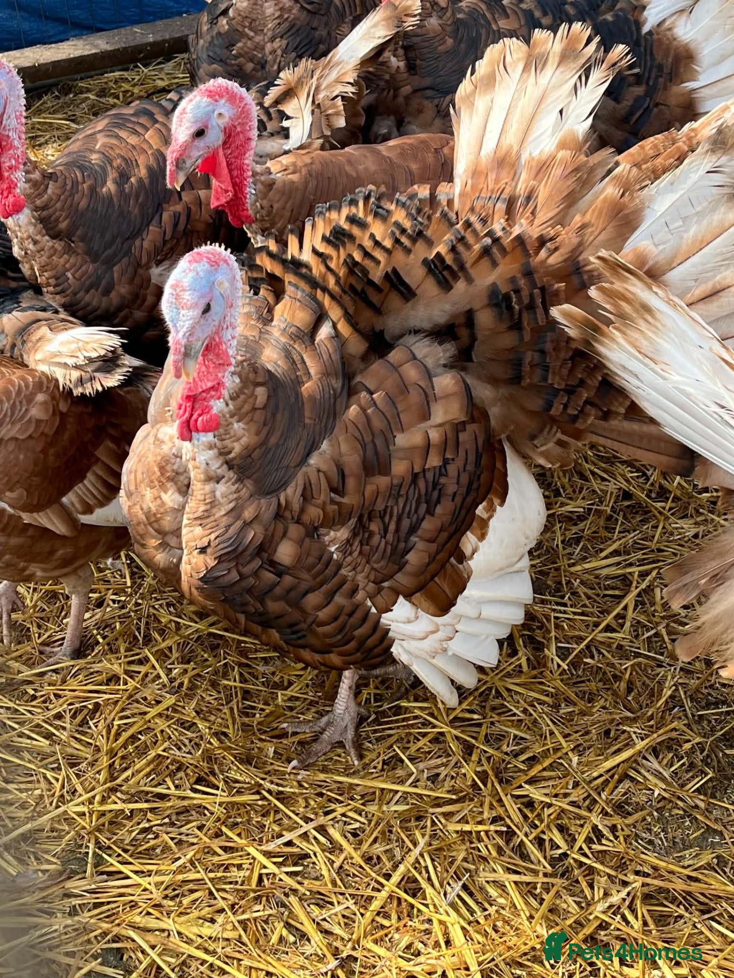 Turkeys poultry Bourbon reds between 3 and 6months old - Advert 4