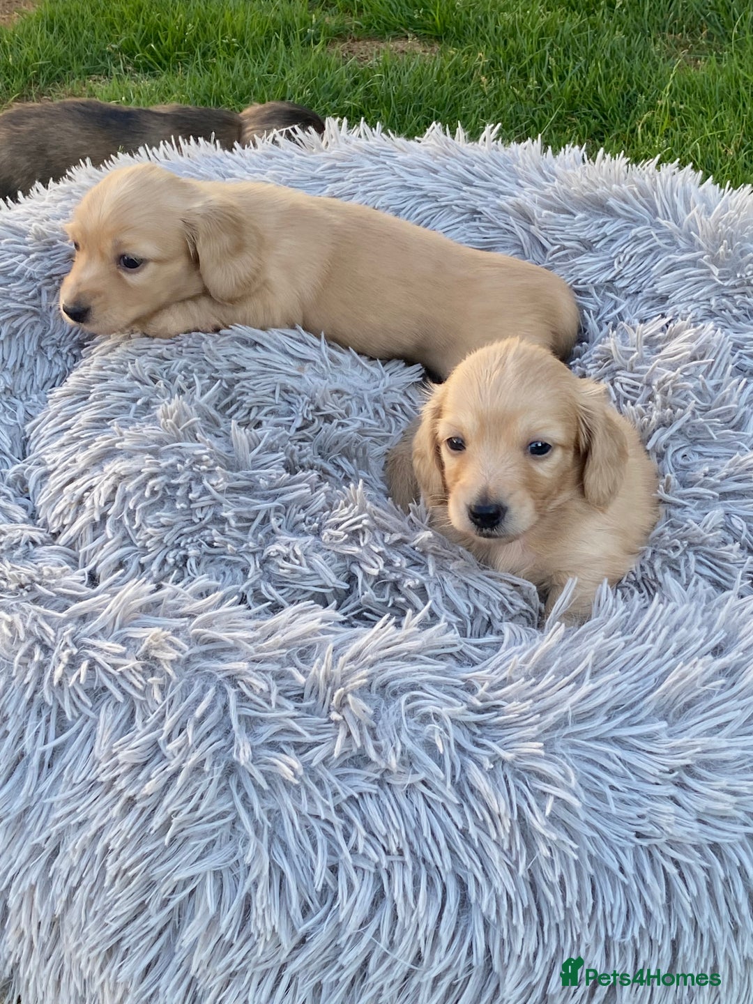 Miniature Dachshund dogs for sale: English Cream Mini Long Haired Dachshund  - Image 2