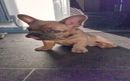 French Bulldog dogs for sale: Teddy bear floodle  - Image 12