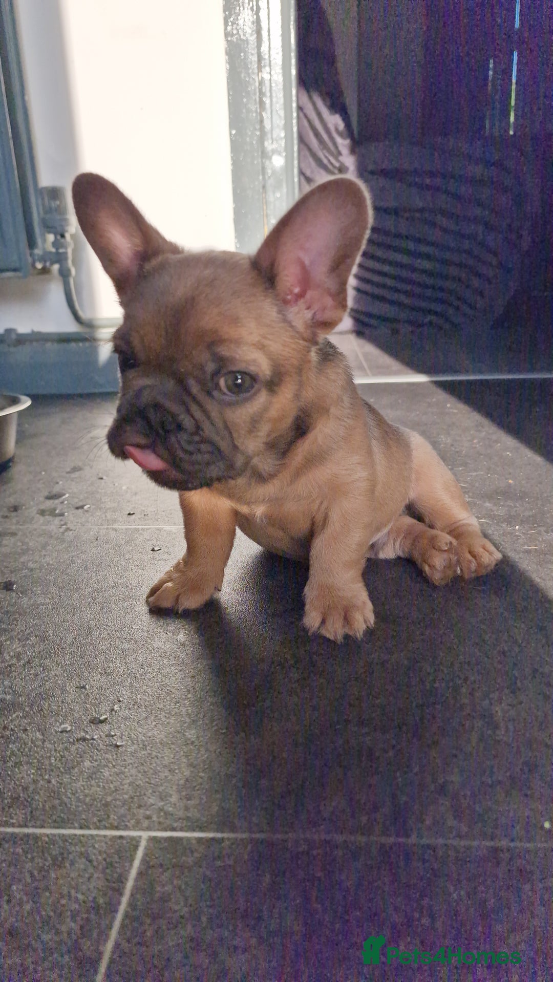French Bulldog dogs for sale: Teddy bear floodle  - Image 12