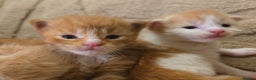 Maine Coon cats for sale: Rare red and white bicolor lMaincoon ready now  - Advert 29