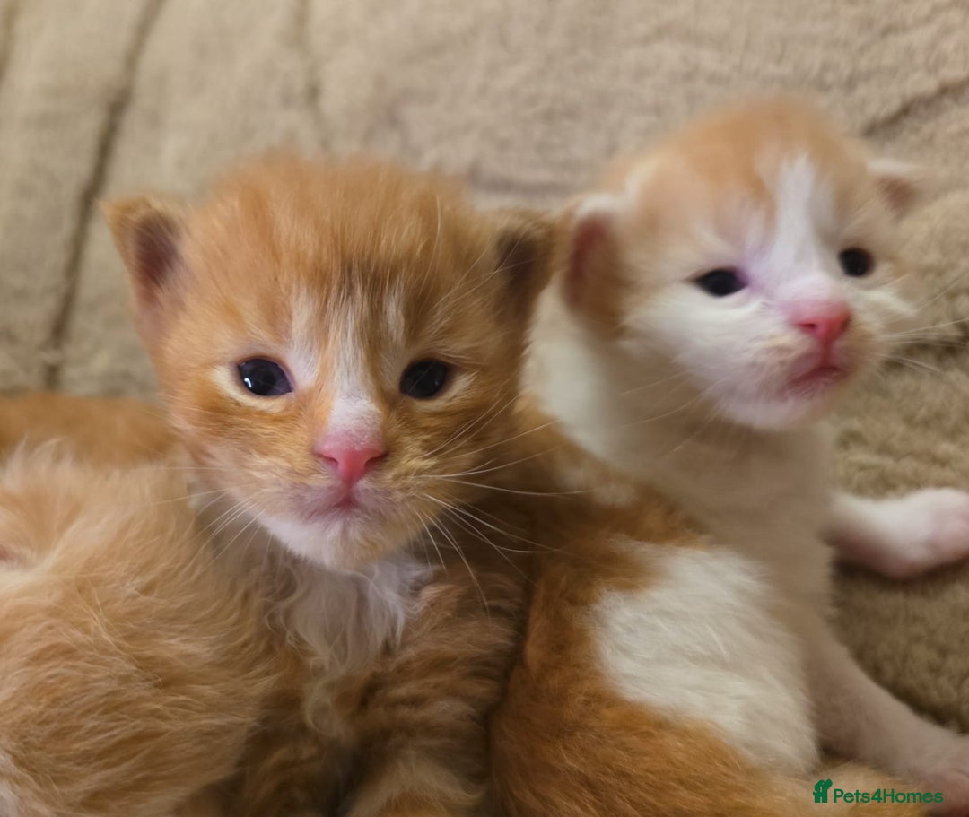 Maine Coon cats for sale: Rare red and white bicolor lMaincoon ready now  - Advert 29