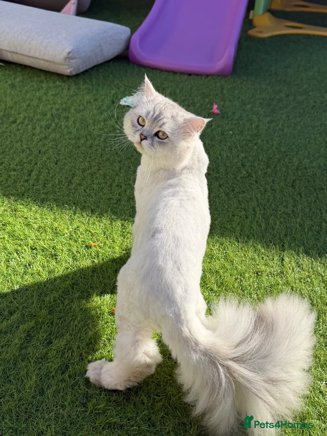 Persian cats for sale: Male Persian cat  in Sunderland - Advert 2