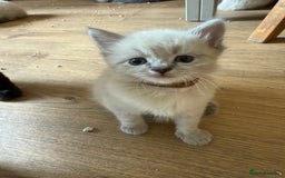 Ragdoll cats for sale: ADORABLE RAGDOLL KITTENS - READY NOW - Image 6