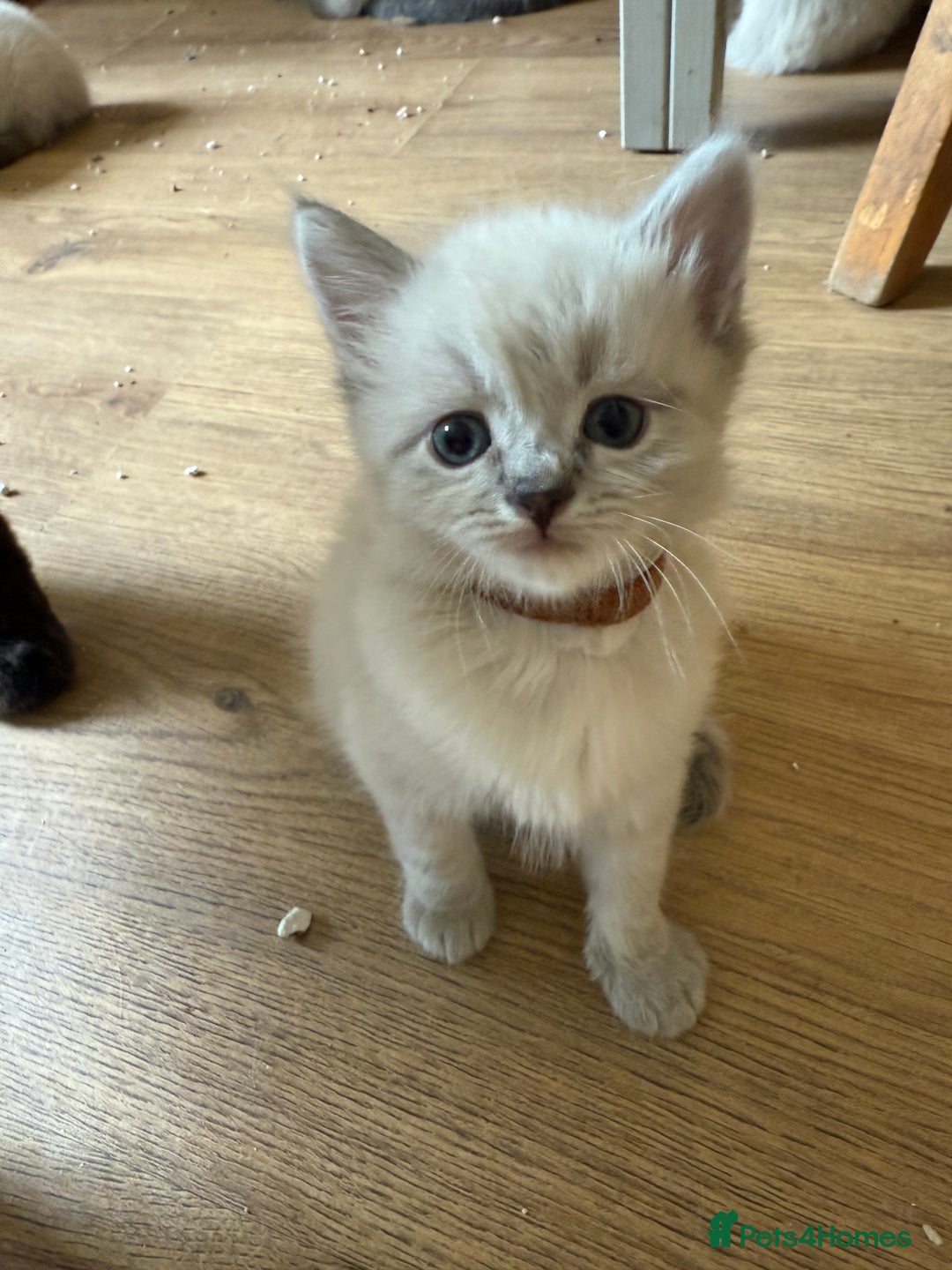 Ragdoll cats for sale: ADORABLE RAGDOLL KITTENS - READY NOW - Image 6