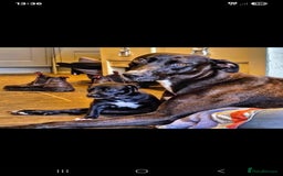 Mixed Breed dogs for sale: Brindle female whippet lurcher  - Image 2