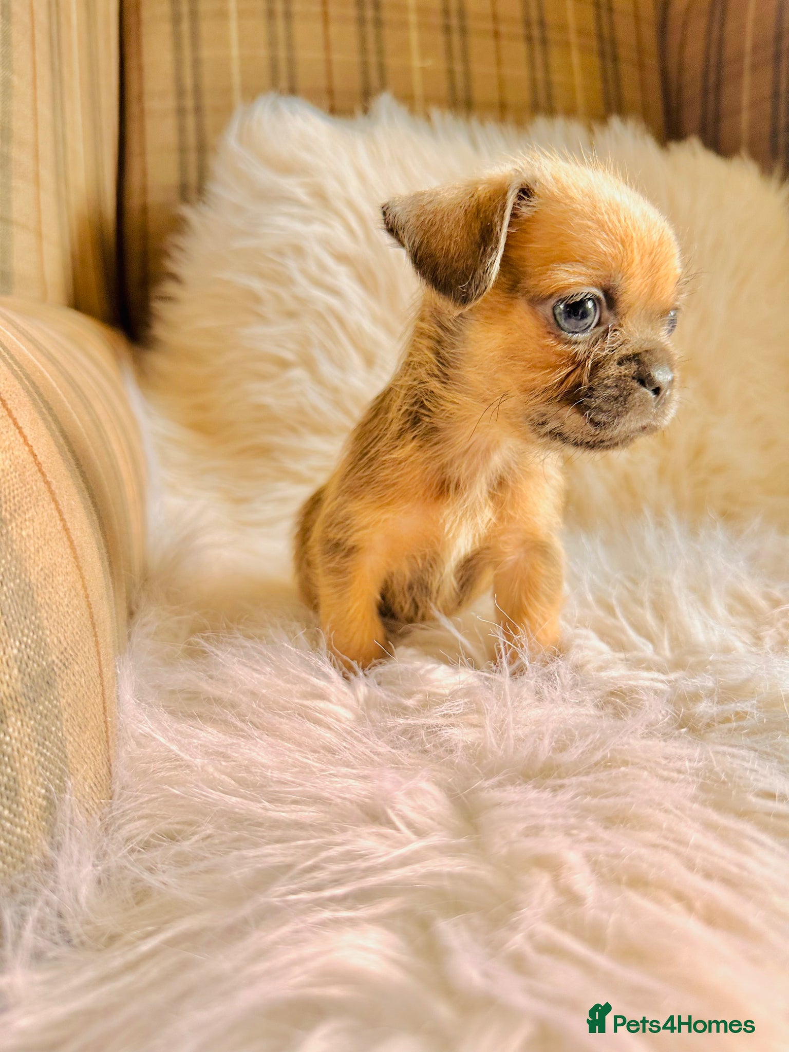 Puppy 3