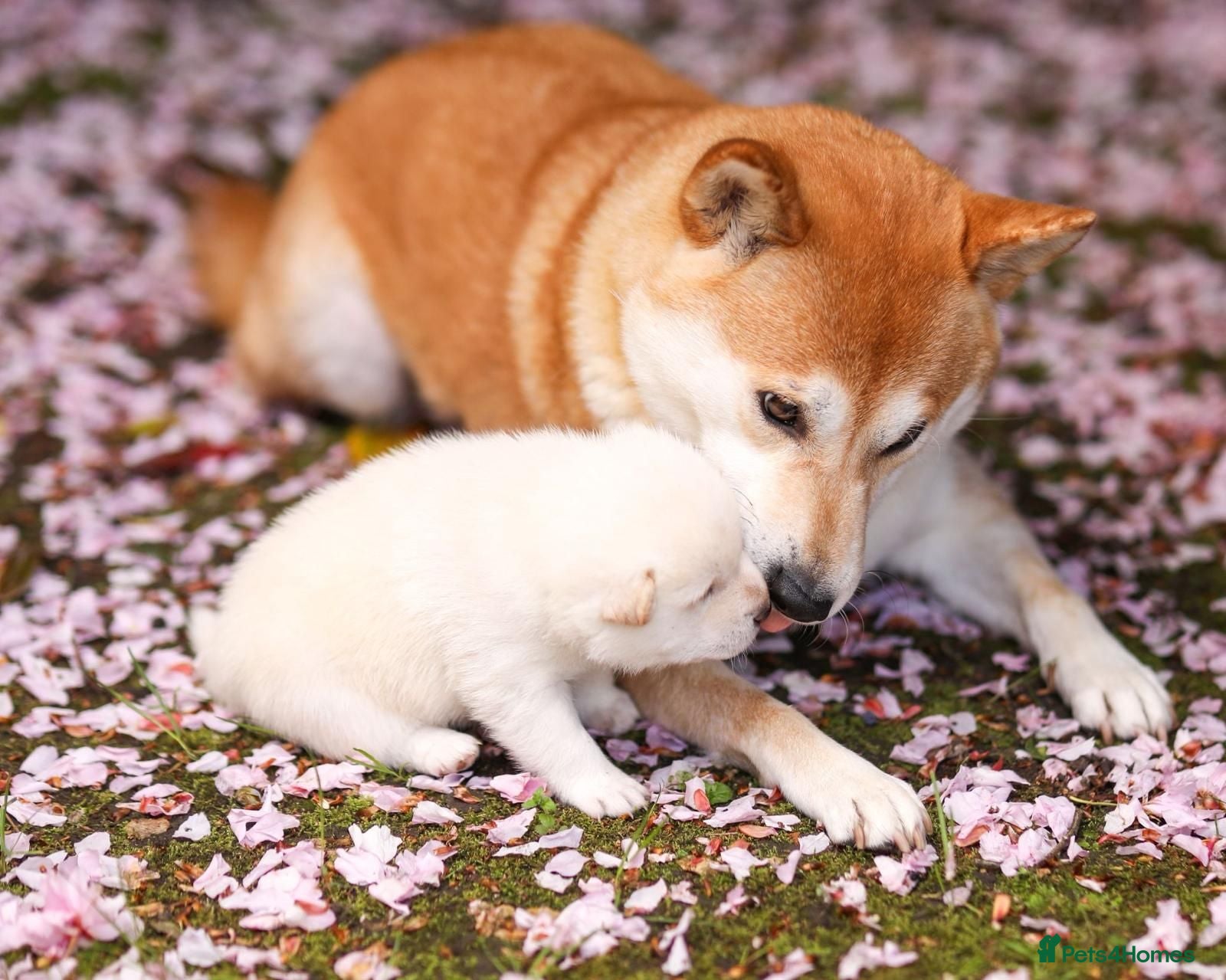 Japanese Shiba Inu dogs Meet Kiba!  - Advert 2
