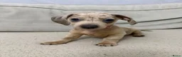 Dachshund dogs for sale: Dachshund - Advert 2