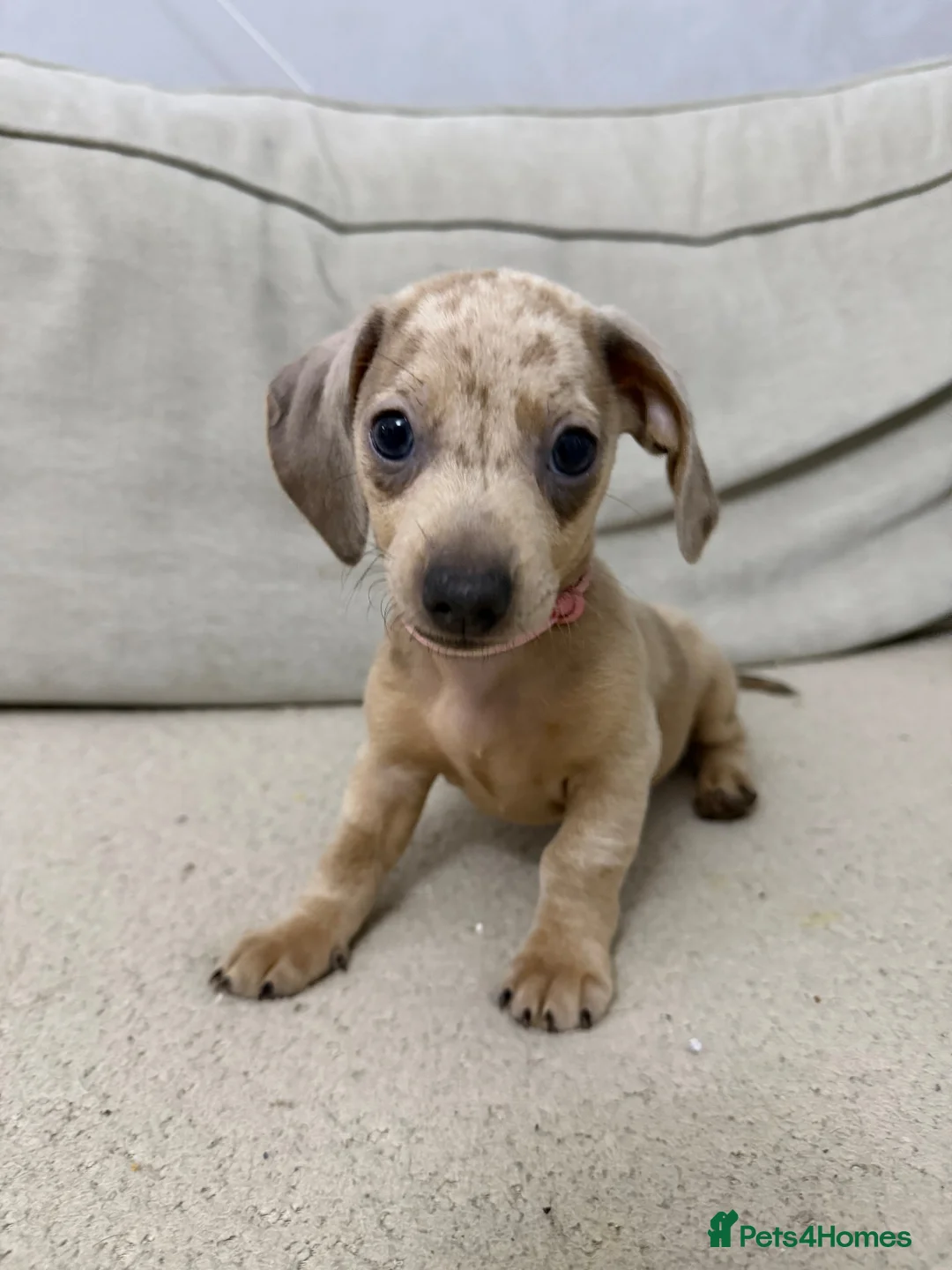 Dachshund dogs for sale: Dachshund - Advert 2