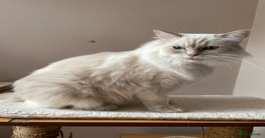 Ragdoll cats - Advert 7