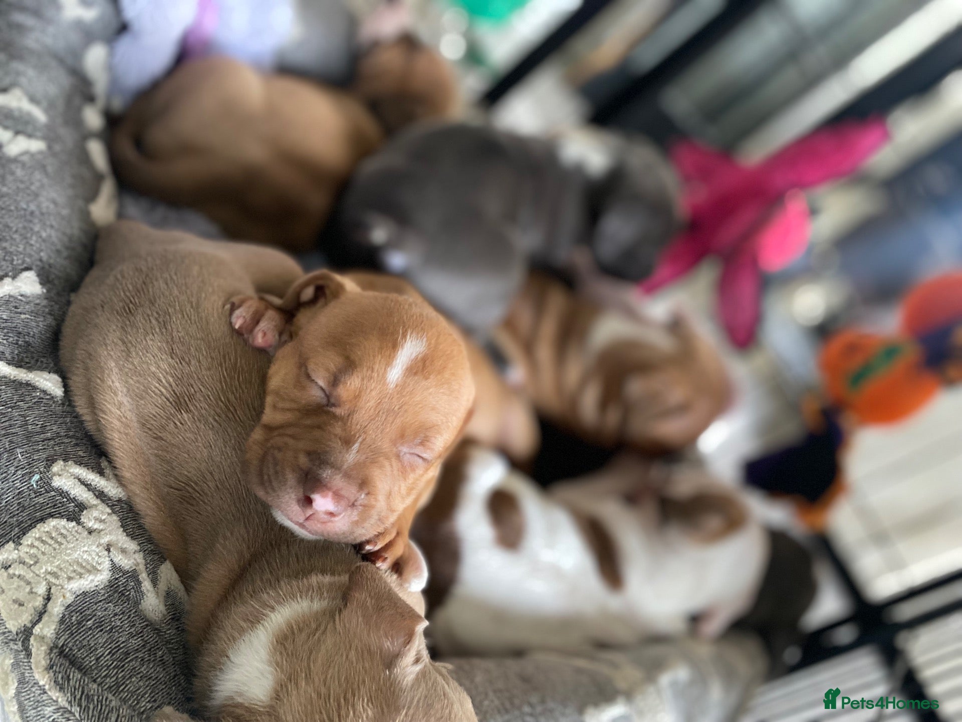 Mixed Breed dogs 6 beautiful staffy cane corso pups 😍 - Advert 4