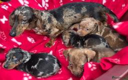 Miniature Dachshund dogs for sale: Miniature dachshund puppies - Image 2