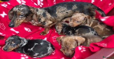 Miniature Dachshund dogs - Advert 2