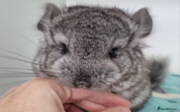 Chinchilla rodents for sale: Royal Persian Angora Male kit - Image 3