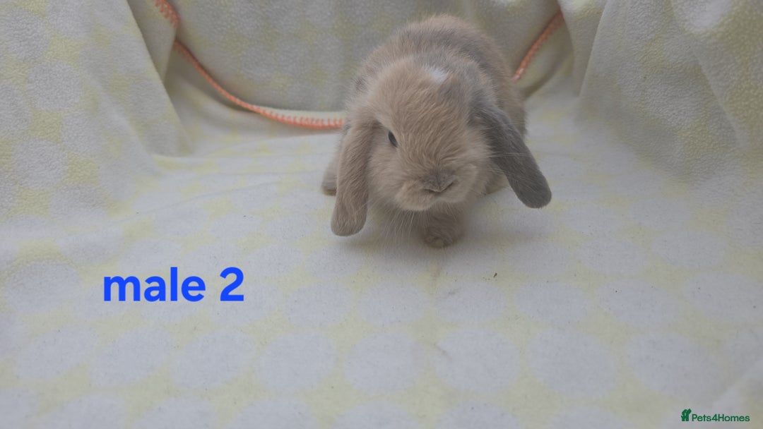 Mini Lop rabbits for sale:  stunning mini  lops   in Uxbridge - Image 12