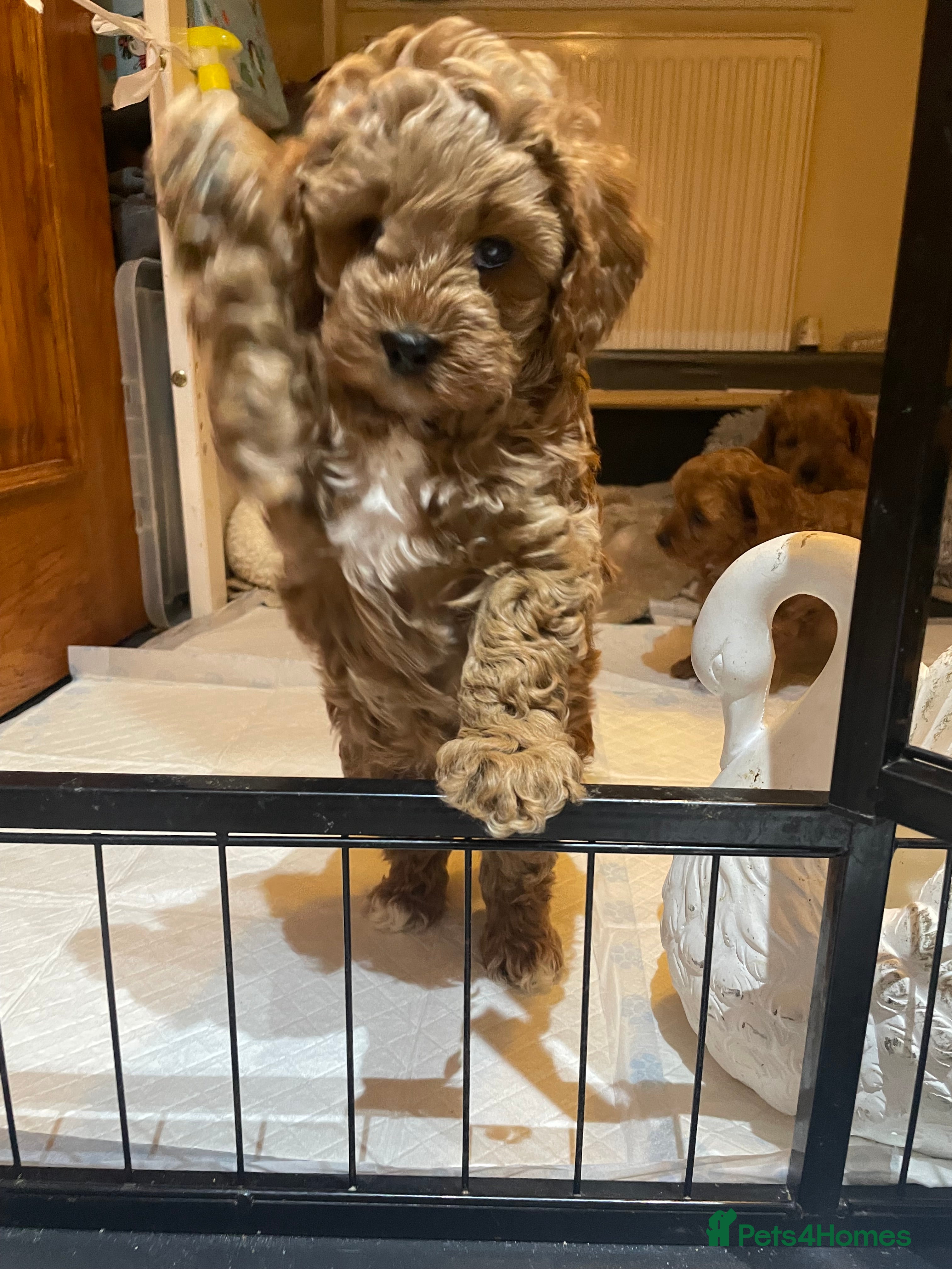 Cavapoo dogs F1b Cavapoooo  - Advert 2