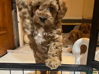 Cavapoo dogs F1b Cavapoooo - Advert 2