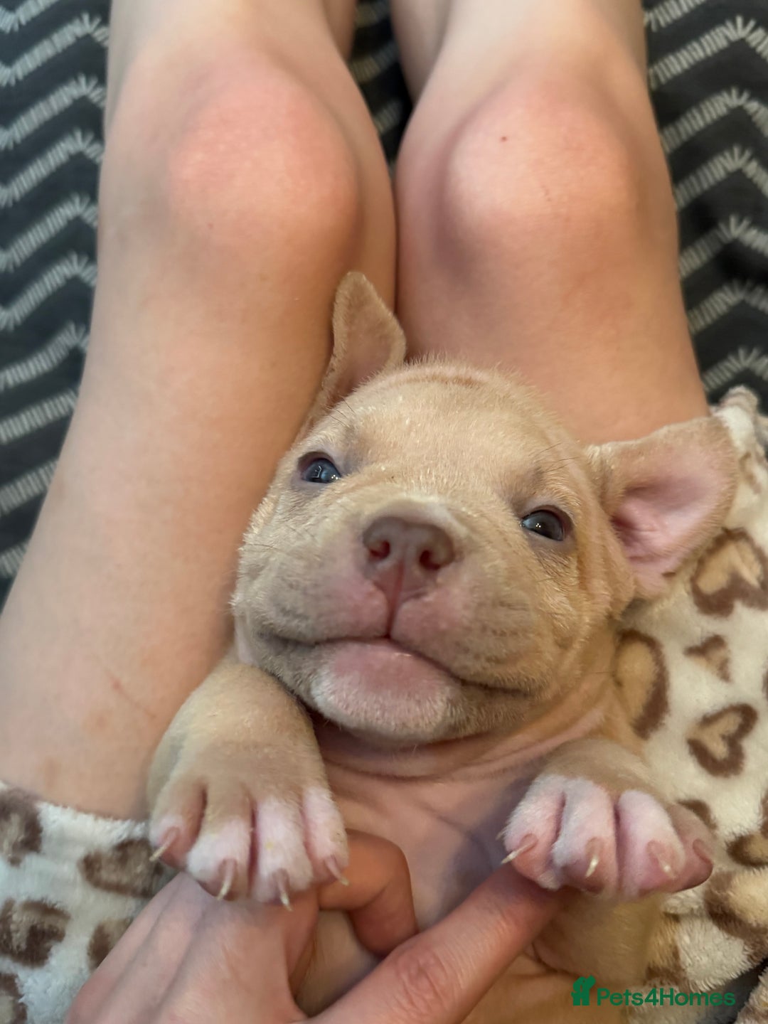 American Bully dogs for sale: Pocket bully female GREAT bloodline READY to leave - Image 25