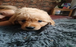 Golden Retriever dogs for sale: 🐾 Golden Retriever Puppies – Ready Soon! 🐾 - Image 30
