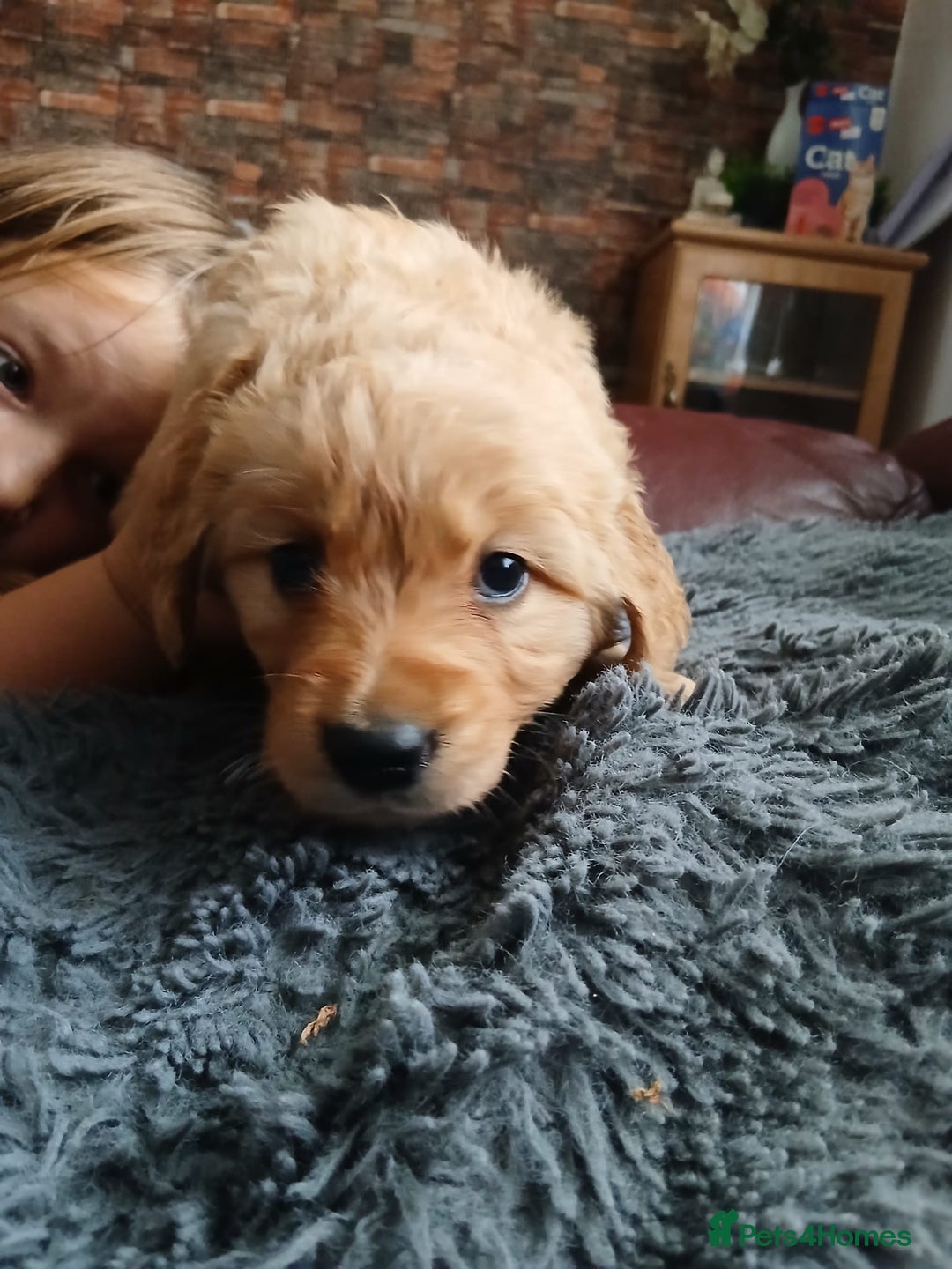 Golden Retriever dogs for sale: 🐾 Golden Retriever Puppies – Ready Soon! 🐾 - Image 30