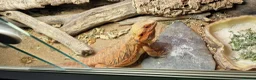 Bearded Dragon reptiles for sale: Bearded Dragon  in Bolton - Advert 4