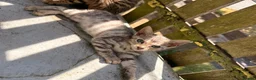 Bengal cats for sale:  Snow Lynx bengal  - Advert 18