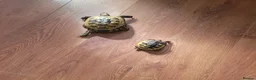 Tortoise reptiles for sale: Two horsefield tortoises  - Advert 2