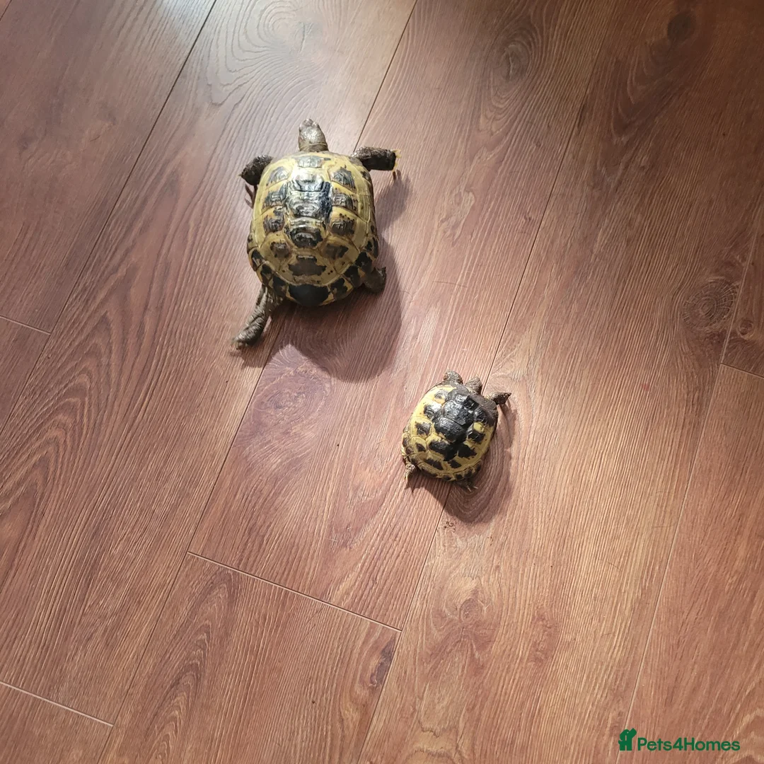 Tortoise reptiles for sale: Two horsefield tortoises  - Advert 2