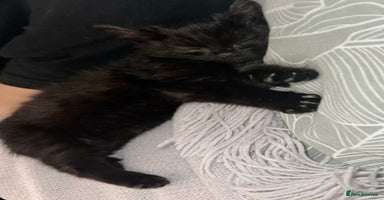 Mixed Breed cats - Advert 6