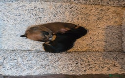 Miniature Dachshund dogs for sale: Miniature Dachshunds Seeking Forever Homes - Image 7
