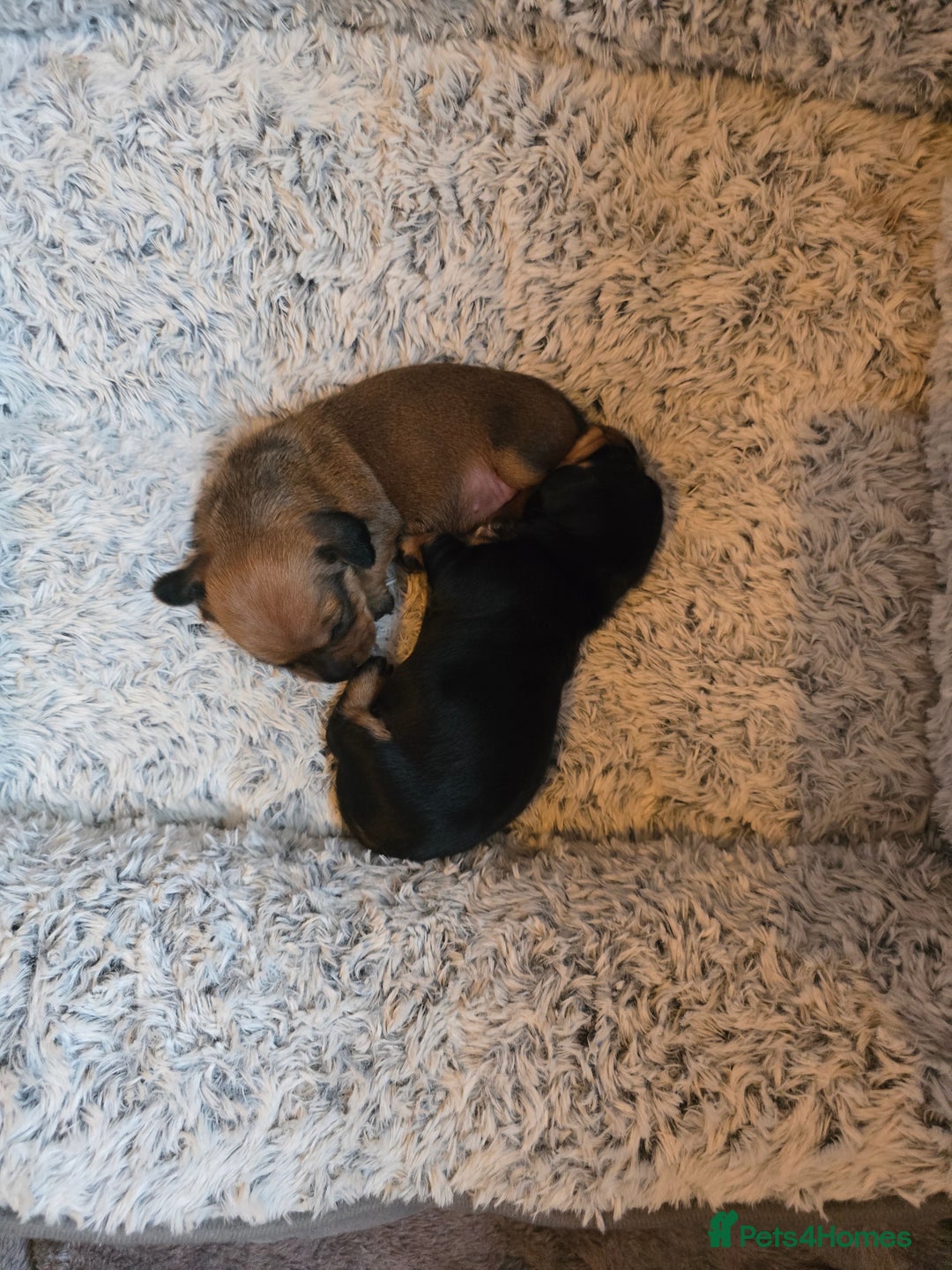 Miniature Dachshund dogs for sale: Miniature Dachshunds Seeking Forever Homes - Image 7
