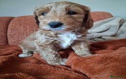 Australian Labradoodle dogs for sale: Stunning Australian labradoodles - Image 6