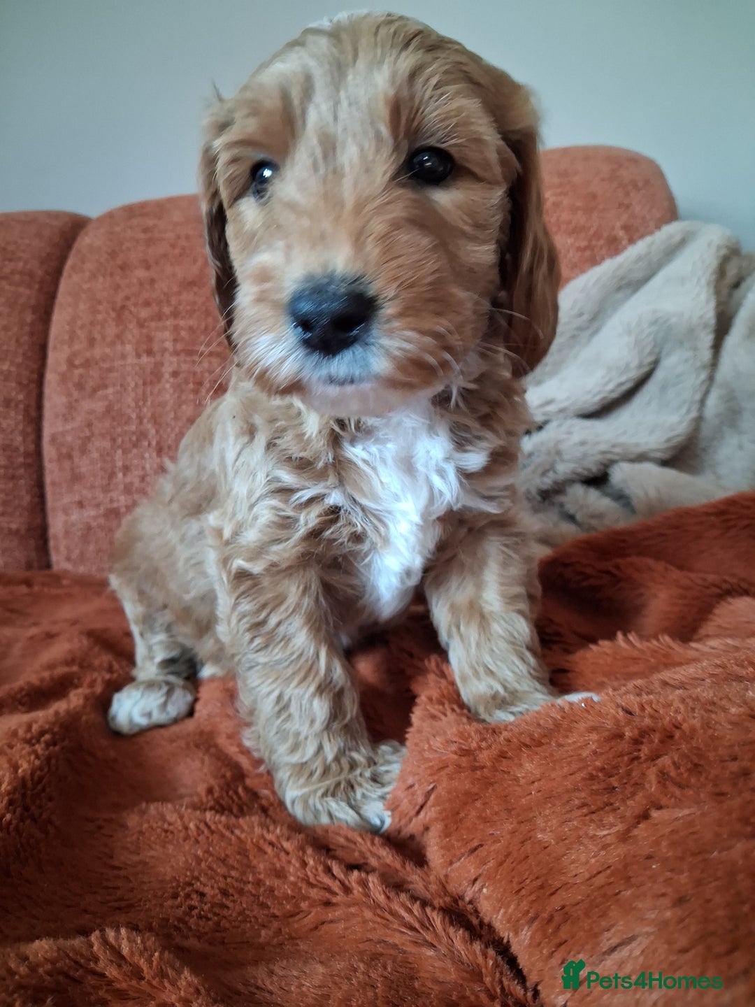 Australian Labradoodle dogs for sale: Stunning Australian labradoodles - Image 6