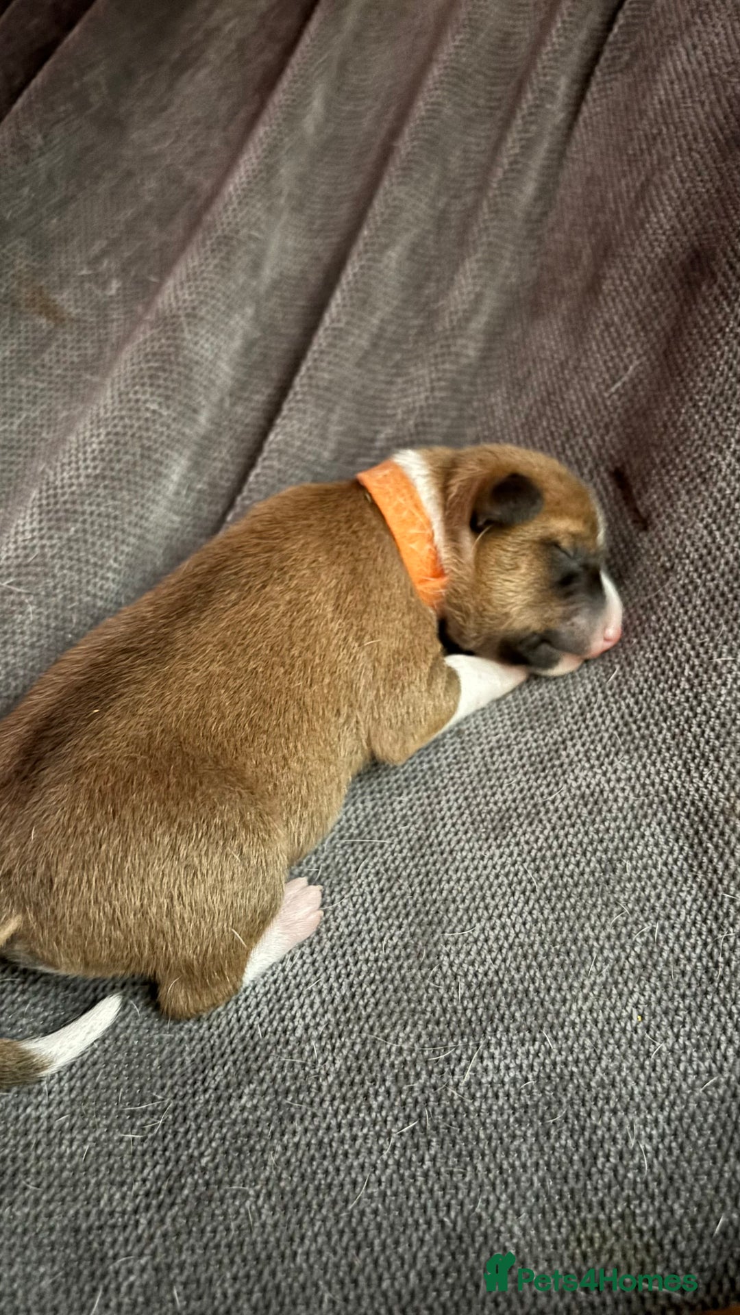 Basenji dogs for sale: Basenji puppies  - Advert 6